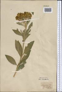 Haplophyllum latifolium Kar. & Kir., Middle Asia, Western Tian Shan & Karatau (M3) (Uzbekistan)
