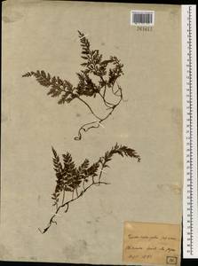 Hymenophyllum, South Asia, South Asia (Asia outside ex-Soviet states and Mongolia) (ASIA) (Japan)