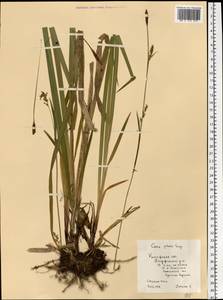 Carex pilosa Scop., Eastern Europe, Central region (E4) (Russia)