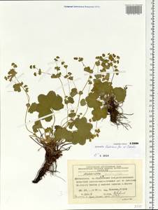 Alchemilla laxescens Czkalov, Siberia, Central Siberia (S3) (Russia)