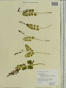Botrychium lunaria (L.) Sw., Eastern Europe, Central region (E4) (Russia)