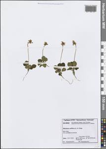 Moneses uniflora (L.) A.Gray, Siberia, Central Siberia (S3) (Russia)