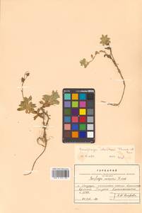 Micranthes merkii subsp. merkii, Siberia, Russian Far East (S6) (Russia)