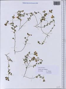 Lotus cytisoides L., Western Europe (EUR) (Greece)