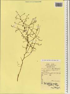 Asparagus angulofractus Iljin, South Asia, South Asia (Asia outside ex-Soviet states and Mongolia) (ASIA) (China)