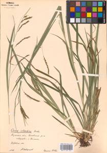 Carex sylvatica Huds., Eastern Europe, Central region (E4) (Russia)