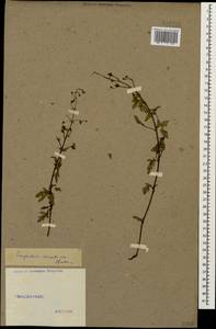 Scrophularia variegata M. Bieb., Caucasus (no precise locality) (K0)