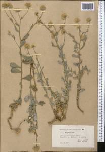 Lachnophyllum gossypinum Bunge, Middle Asia, Pamir & Pamiro-Alai (M2) (Tajikistan)