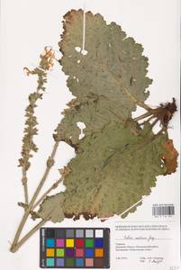MHA 0 156 097, Salvia austriaca Jacq., Eastern Europe, South Ukrainian region (E12) (Ukraine)