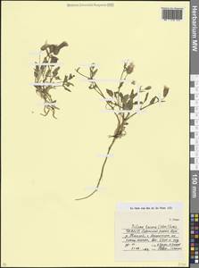 Silene lacera (Steven) Sims, Caucasus, North Ossetia, Ingushetia & Chechnya (K1c) (Russia)