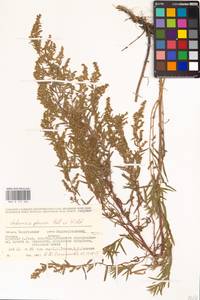 Artemisia glauca Pall. ex Willd., Eastern Europe, Eastern region (E10) (Russia)