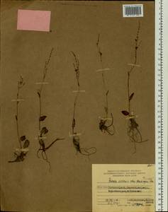 Rumex pseudoxyria (Tolm.) A. P. Khokhr., Siberia, Chukotka & Kamchatka (S7) (Russia)