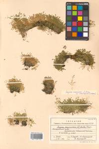 Sagina maxima subsp. crassicaulis (S. Watson) G. E. Crow, Siberia, Russian Far East (S6) (Russia)