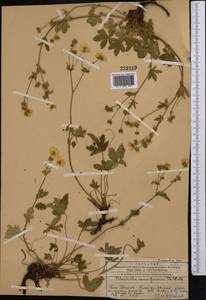 Potentilla chrysantha subsp. chrysantha, Middle Asia, Western Tian Shan & Karatau (M3) (Kazakhstan)