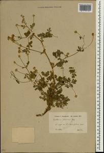 Tanacetum parthenium (L.) Sch. Bip., South Asia, South Asia (Asia outside ex-Soviet states and Mongolia) (ASIA) (Iraq)