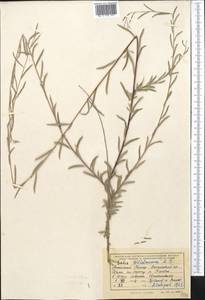 Salix wilhelmsiana M. Bieb., Middle Asia, Pamir & Pamiro-Alai (M2) (Tajikistan)