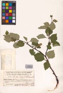 Betula pubescens var. pubescens, Eastern Europe, Northern region (E1) (Russia)