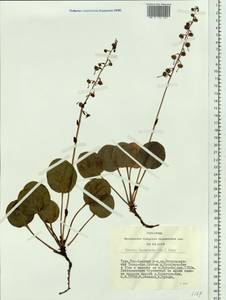 Pyrola asarifolia subsp. incarnata (DC.) A. E. Murray, Siberia, Altai & Sayany Mountains (S2) (Russia)