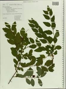 Spiraea ×vanhouttei (Briot) Zabel, Eastern Europe, Central region (E4) (Russia)