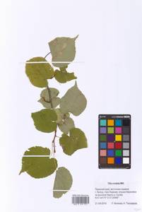 Tilia cordata Mill., Eastern Europe, Eastern region (E10) (Russia)