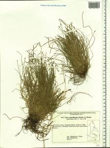 Carex onoei Franch. & Sav., Siberia, Russian Far East (S6) (Russia)