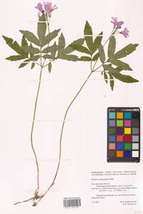 Cardamine quinquefolia (M.Bieb.) Schmalh., Eastern Europe, Central forest-and-steppe region (E6) (Russia)