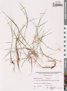 Agrostis stolonifera L., Siberia, Chukotka & Kamchatka (S7) (Russia)