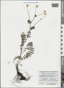 Tanacetum poteriifolium (Ledeb.) Grierson, Caucasus, Black Sea Shore (from Novorossiysk to Adler) (K3) (Russia)