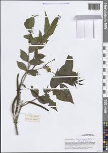 Senna occidentalis (L.) Link, South Asia, South Asia (Asia outside ex-Soviet states and Mongolia) (ASIA) (Vietnam)