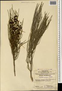Ephedra procera C.A.Mey., Caucasus, Azerbaijan (K6) (Azerbaijan)