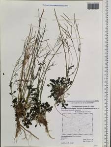 Arabidopsis lyrata subsp. lyrata, Siberia, Russian Far East (S6) (Russia)