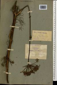 Ferulago setifolia K. Koch, Caucasus, Azerbaijan (K6) (Azerbaijan)