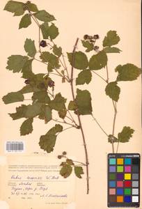 Rubus nessensis Hall, Eastern Europe, Latvia (E2b) (Latvia)
