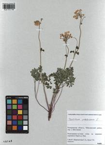 Thalictrum petaloideum L., Siberia, Altai & Sayany Mountains (S2) (Russia)
