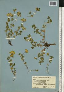 Lotus corniculatus L., Eastern Europe, West Ukrainian region (E13) (Ukraine)