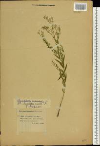 Gypsophila paniculata L., Eastern Europe, Lower Volga region (E9) (Russia)