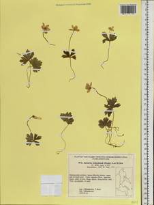 Anemonastrum richardsonii (Hook.) Mosyakin, Siberia, Russian Far East (S6) (Russia)