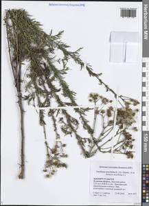 Jacobaea erucifolia subsp. erucifolia, Eastern Europe, Central region (E4) (Russia)
