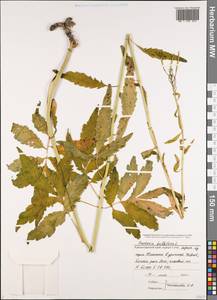Cardamine bulbifera (L.) Crantz, Caucasus, Black Sea Shore (from Novorossiysk to Adler) (K3) (Russia)