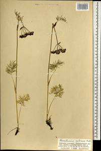 Ostericum tenuifolium (Pall. ex Spreng.) Y. C. Chu, Mongolia (MONG) (Mongolia)