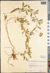 Lathyrus tuberosus L., Eastern Europe, North Ukrainian region (E11) (Ukraine)