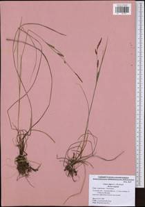 Carex nigra (L.) Reichard, Eastern Europe, Central region (E4) (Russia)