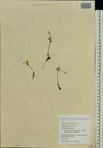 Botrychium lunaria (L.) Sw., Eastern Europe, North-Western region (E2) (Russia)