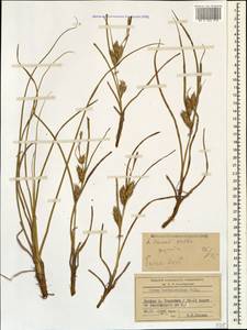Carex hordeistichos Vill., Caucasus, Stavropol Krai, Karachay-Cherkessia & Kabardino-Balkaria (K1b) (Russia)