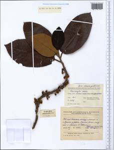 Saurauia armata Kurz, South Asia, South Asia (Asia outside ex-Soviet states and Mongolia) (ASIA) (China)