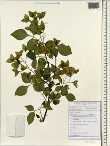 Staphylea bumalda DC., South Asia, South Asia (Asia outside ex-Soviet states and Mongolia) (ASIA) (South Korea)