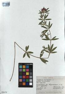 KUZ 000 853, Trifolium lupinaster L., Siberia, Altai & Sayany Mountains (S2) (Russia)