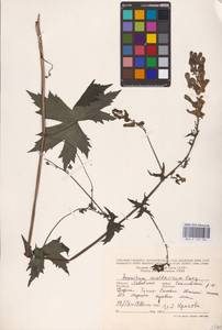 Aconitum lycoctonum subsp. moldavicum (Hacq.) Jalas, Eastern Europe (no precise locality) (E0)