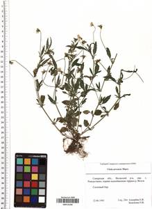 Viola arvensis Murray, Eastern Europe, Middle Volga region (E8) (Russia)