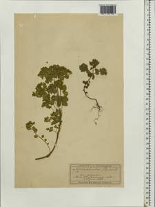 Euphorbia peplus L., Eastern Europe, Moscow region (E4a) (Russia)